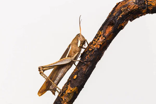 Grasshopper Macrofotografía Con Fondo Blanco Insectos Vistos Desde Muy Cerca — Foto de Stock