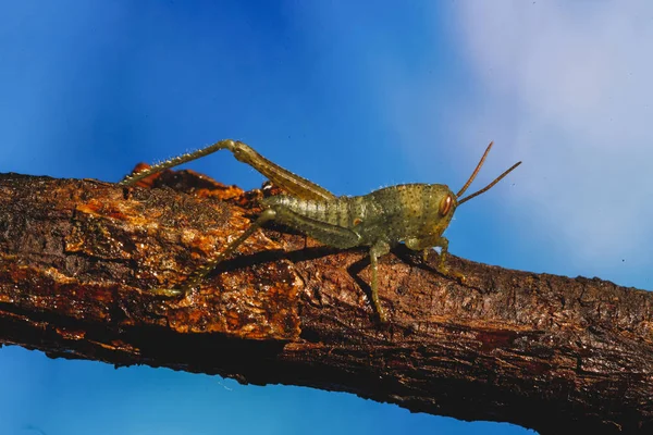 Grillo Pequeño Una Rama Árbol Insecto Pequeño Verde — Foto de Stock