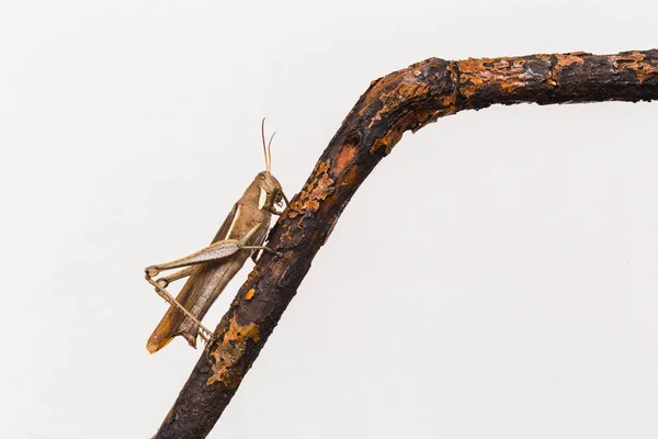 Grasshopper Macrofotografía Con Fondo Blanco Insectos Vistos Desde Muy Cerca — Foto de Stock