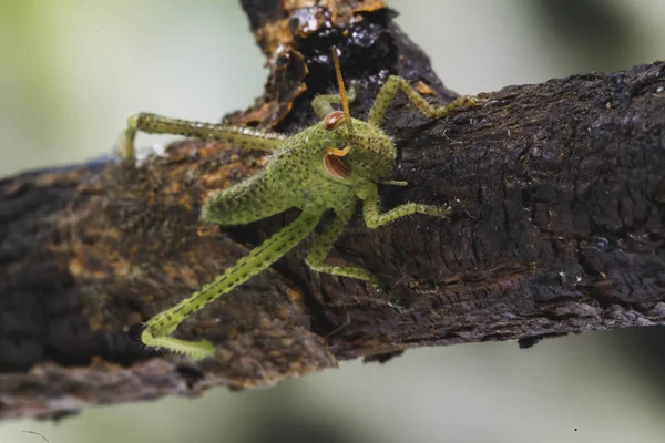 Kleine Cricket Een Boomtak Kleine Groene Insecten — Stockfoto