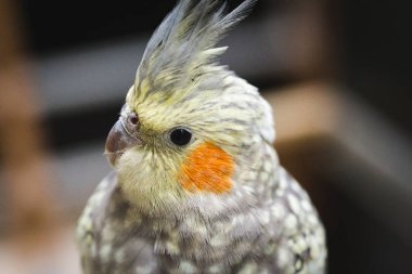 Kümes hayvanları, ev yapımı calopsita, Amerika ve Avustralya'da ortak kuş. Sipariş Psittaciformes ve aile Cacatuidae ait bir kuş türü. Avustralya doğal, bu tür ilk 1792 yılında tanımlanmıştır.