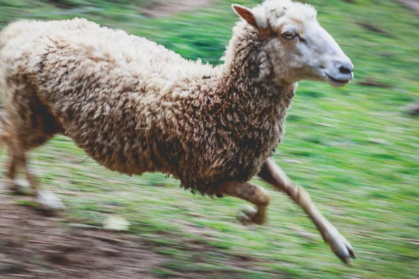 Ovelhas Correndo Campo Fugindo Grande Velocidade — Fotografia de Stock