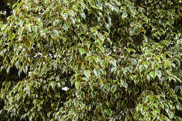 Dark wood texture background surface with old natural pattern