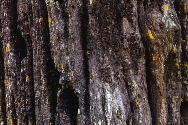 Dark wood texture background surface with old natural pattern