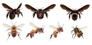 Beyaz arka plandaki arıların resmi, uçan arılar ve diğer detaylar, böceklerin makro fotoğrafları.