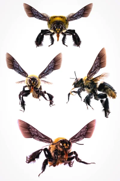 白色背景的蜜蜂图片 背上飞着的蜜蜂和其他细节 昆虫的宏观摄影 — 图库照片