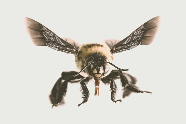 Pszczoły Białym Tle Pszczoły Grzbietach Latające Inne Detale Makrofotografia Owadów — Zdjęcie stockowe