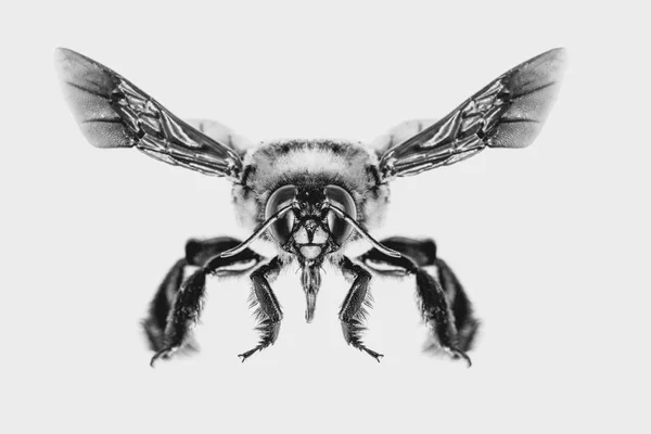 Picture Bees White Background Bee Backs Flying Other Details Macro — Stock Photo, Image