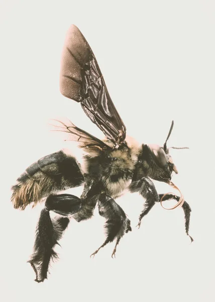 Εικόνα Των Μελισσών Λευκό Φόντο Μέλισσα Στις Πλάτες Που Φέρουν — Φωτογραφία Αρχείου