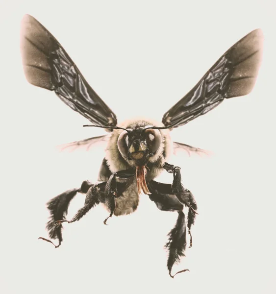 白色背景的蜜蜂图片 背上飞着的蜜蜂和其他细节 昆虫的宏观摄影 — 图库照片