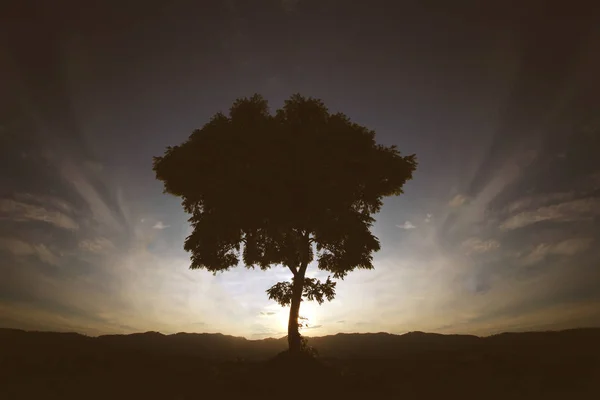 silhouette of tree in heart shape, taking the horizon as background. Image concept about love or origin of life, tree of life.