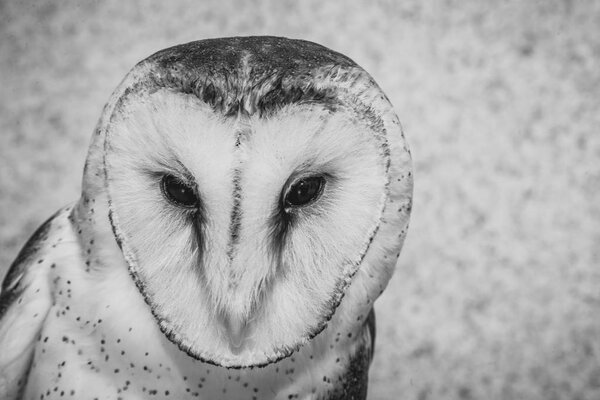 Photo of an owl in macro photography, high resolution owl cub photo. Owl of the Towers (Tyto furcata or Tyto alba), Also known as church owl, catholic owl and shroud shroud, this species belongs to the family Tytonidae. The owl of the towers inhabits