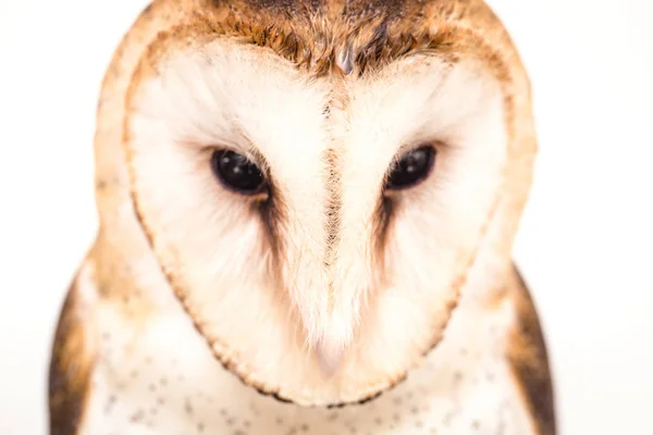 Foto Van Een Uil Macrofotografie Hoge Resolutie Uil Cub Foto — Stockfoto