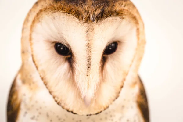 Foto Einer Eule Der Makrofotografie Hochauflösendes Eulenjunges Foto Die Eule — Stockfoto