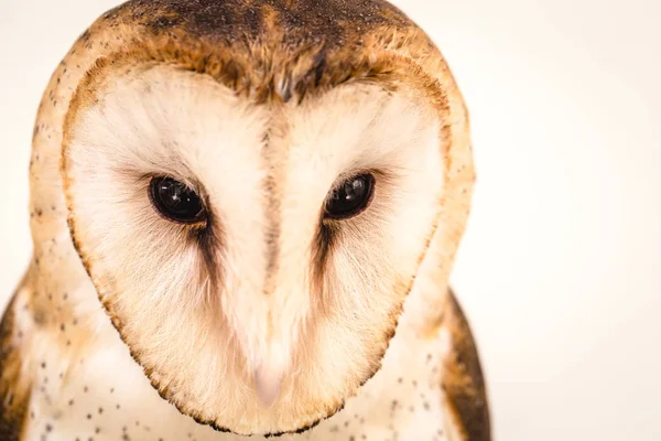 Foto Van Een Uil Macrofotografie Hoge Resolutie Uil Cub Foto — Stockfoto