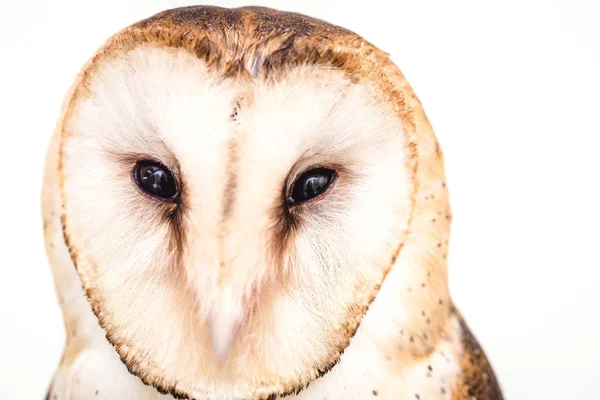 Foto Einer Eule Der Makrofotografie Hochauflösendes Eulenjunges Foto Die Eule — Stockfoto