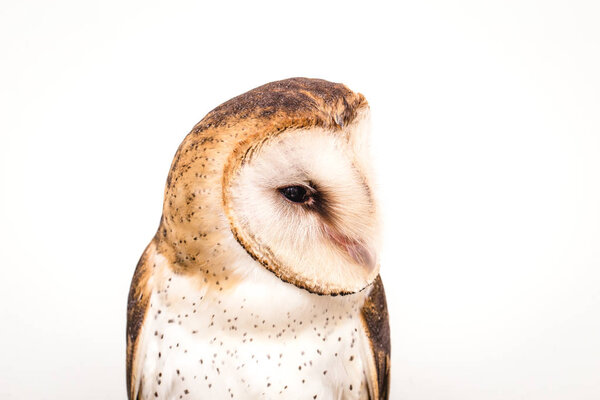 Photo of an owl in macro photography, high resolution owl cub photo. Owl of the Towers (Tyto furcata or Tyto alba), Also known as church owl, catholic owl and shroud shroud, this species belongs to the family Tytonidae. The owl of the towers inhabits