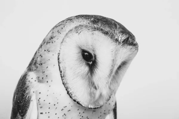 Photo Owl Macro Photography High Resolution Owl Cub Photo Owl — 图库照片