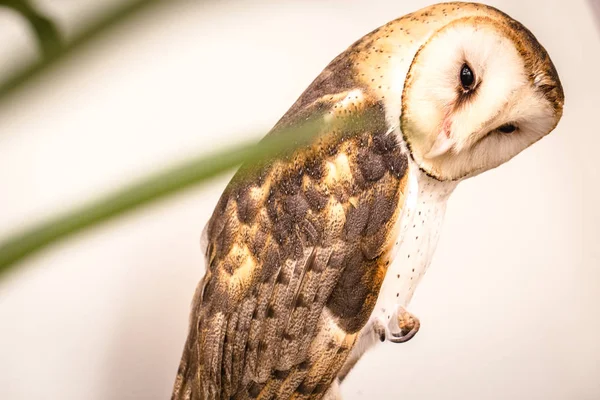 Foto Einer Eule Der Makrofotografie Hochauflösendes Eulenjunges Foto Die Eule — Stockfoto