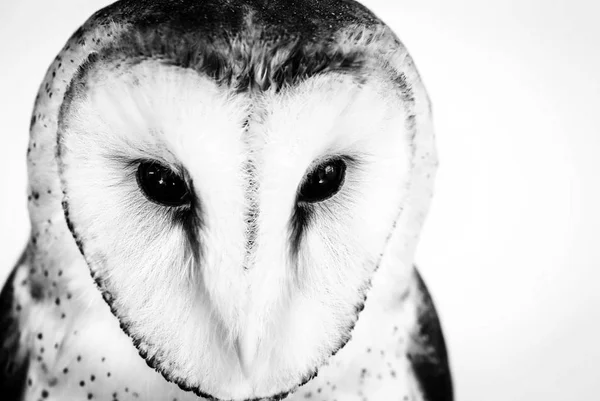 Photo Owl Macro Photography High Resolution Owl Cub Photo Owl — Stock Photo, Image