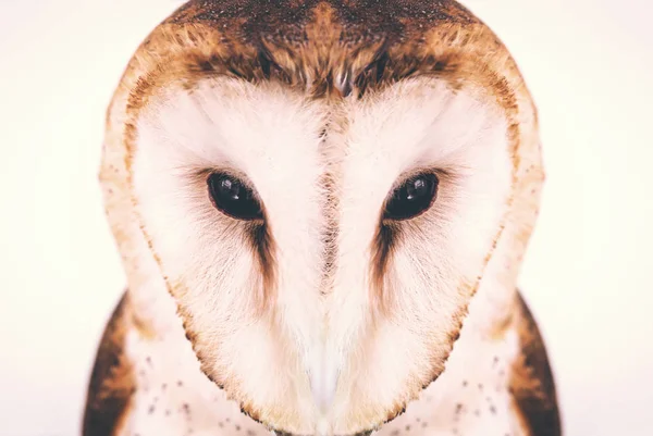 Photo Owl Macro Photography High Resolution Owl Cub Photo Owl — Stock Photo, Image