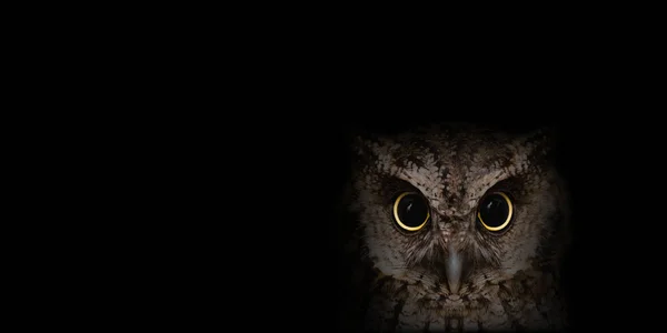 Photo Owl High Quality Face Beautiful Owl Owl Isolated Black — Stock Photo, Image