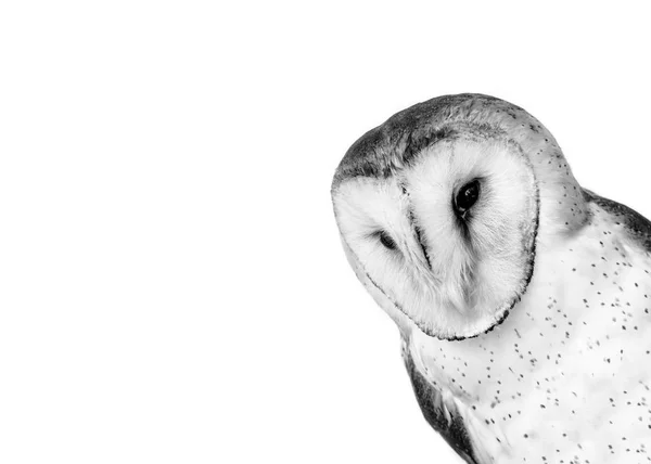Photo Owl High Quality Face Beautiful Owl Raptor Close — Stock Photo, Image