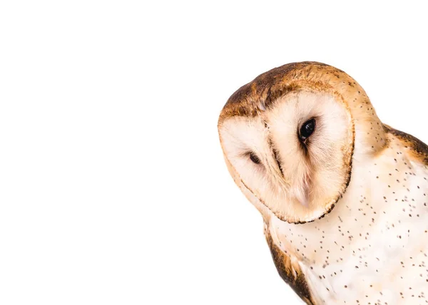 Photo Curious Owl Bird Watching Concept Wisdom Curiosity — Stock Photo, Image