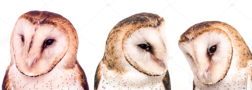 Photo of owl in high quality, face of a beautiful owl. Two owls watching babies, owls puppies together isolated on white background