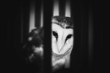 hayvan kaçakçılığı. Ahşap kafes, egzotik kuşlar kötü muamele içinde baykuş Fotomontaj.