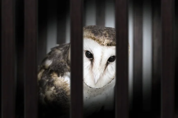 smuggling of animals. Photomontage of owl inside a wooden cage, mistreatment of exotic birds.