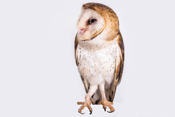 Photo of an owl in macro photography. Owl of the Towers (Tyto furcata or Tyto alba), owl on white background isolated. Young owl in high resolution photograph.