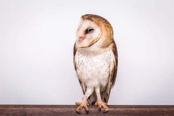 Photo Owl Macro Photography Owl Towers Tyto Furcata Tyto Alba — Stock Photo, Image