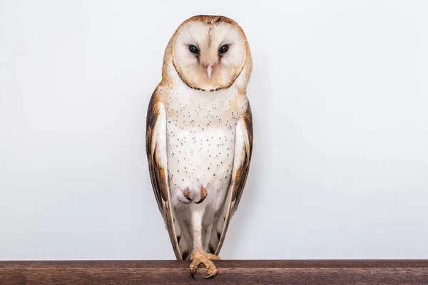 Foto Búho Macrofotografía Búho Las Torres Tyto Furcata Tyto Alba — Foto de Stock