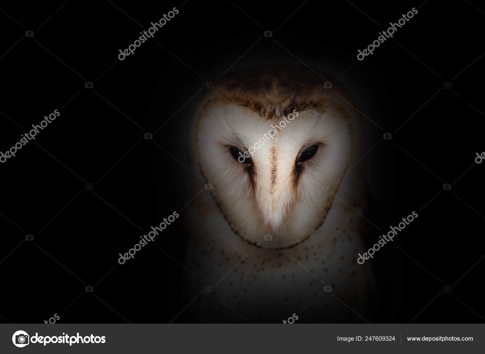 Owl Face In High Resolution Owl Isolated Stock Photo