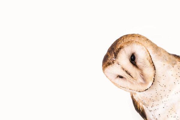 Curious owl. Photo of an observing owl, owl isolated on white background. Concept of wisdom, mystical bird. Face of an bird on white background.