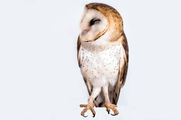 Owl of the Towers (Tyto furcata or Tyto alba), owl on white background isolated. Young owl in high resolution photograph.