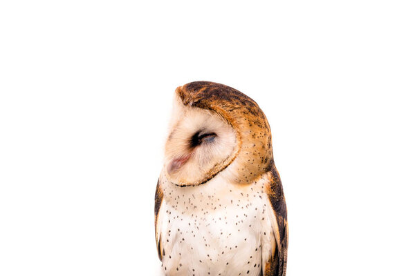 Picture of a sleeping owl. Owl on white background.