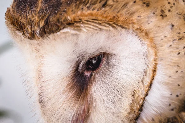Лицо совы в высоком разрешении, сова изолирована . — стоковое фото
