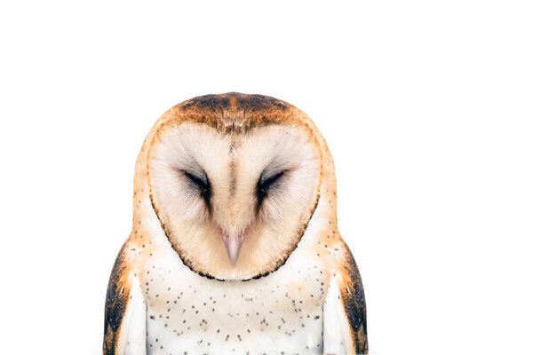 Picture of a sleeping owl. Owl on white background.