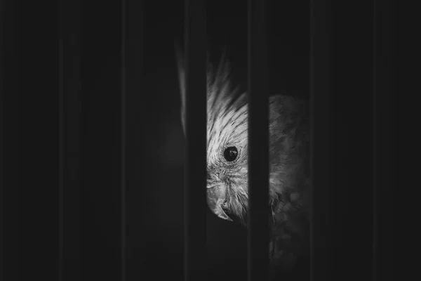 Photo d'un oiseau dans la cage souffrant, contrebande illégale d'animaux . — Photo