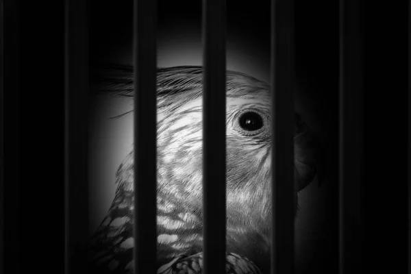 Foto de um pássaro na gaiola sofrendo, contrabando ilegal de animais . — Fotografia de Stock