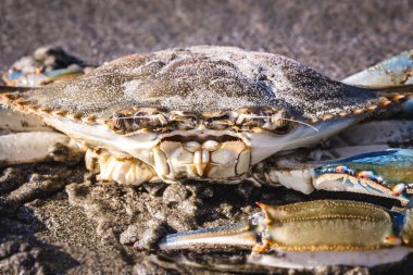 mavi yengeç sahilde fotoğraflandı, yüksek çözünürlüklü kabuklu fotoğraf.
