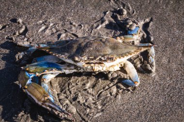 mavi yengeç sahilde fotoğraflandı, yüksek çözünürlüklü kabuklu fotoğraf.