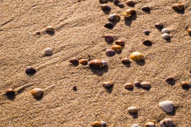 plaj kum üzerinde küçük deniz kabukları