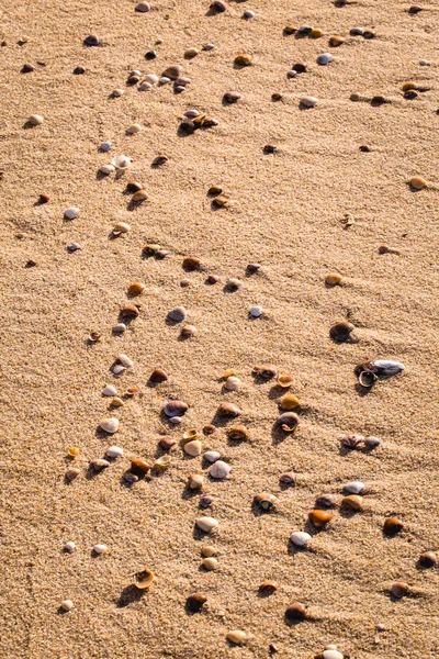 Små snäckskal på stranden sand — Stockfoto