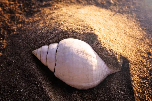 plaj kum, yaz kavramı beyaz deniz kabuğu