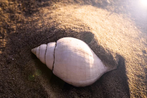 plaj kum, yaz kavramı beyaz deniz kabuğu