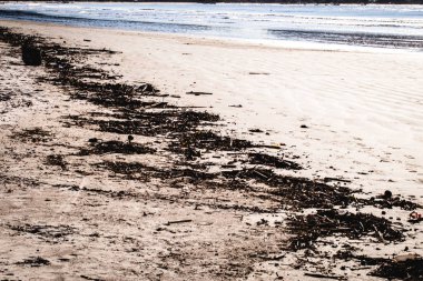 brezilya sahilinde, plajın kenarında çöp.