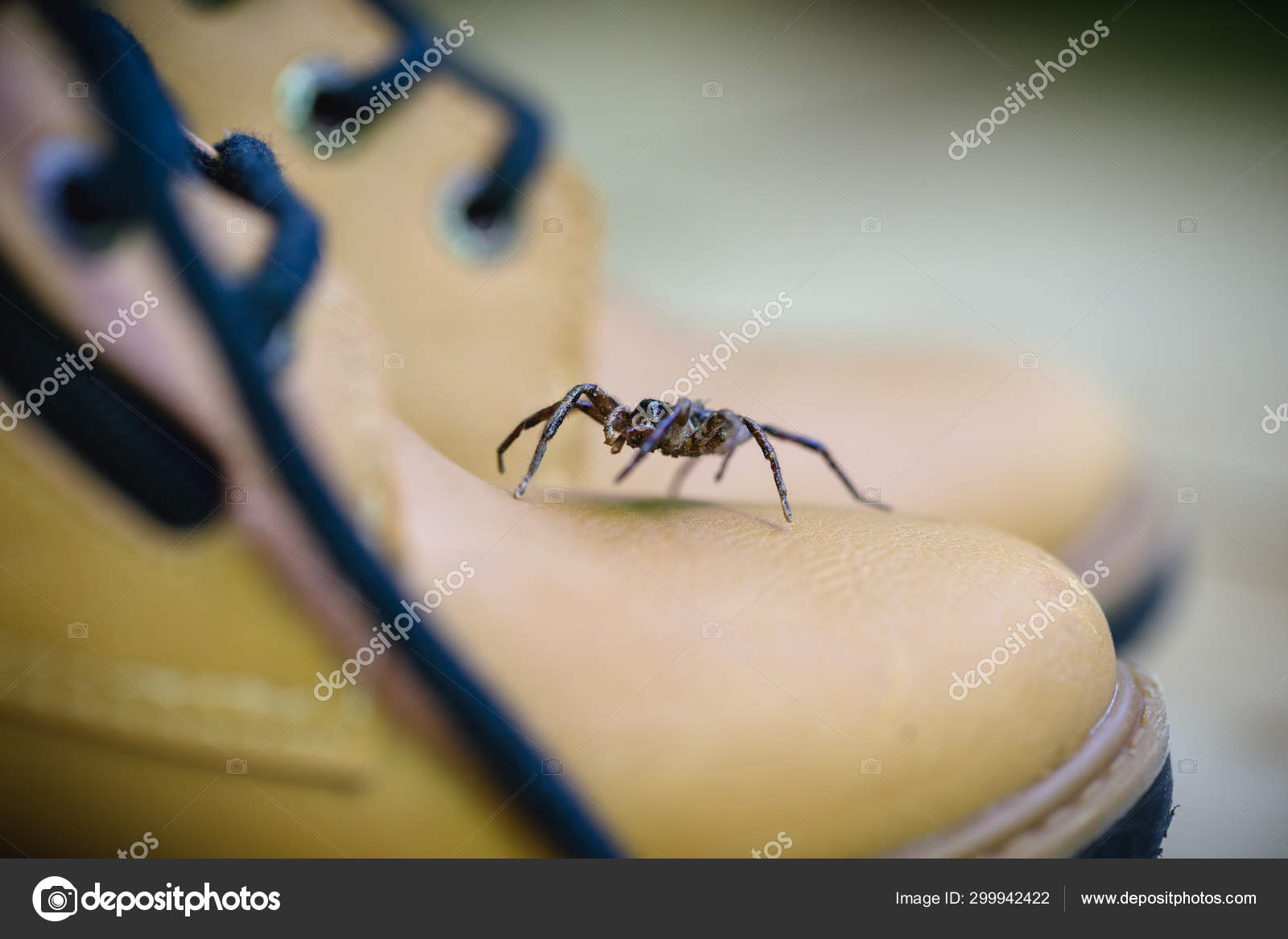 Giftig edderkop op i en støvle. Edderkoppepleje, frygt for edderkop. Storbarmet dyr. er en slægt af giftige spindler i Sicariidae familien kendt for deres nekrotiserende . — Stock-foto ©